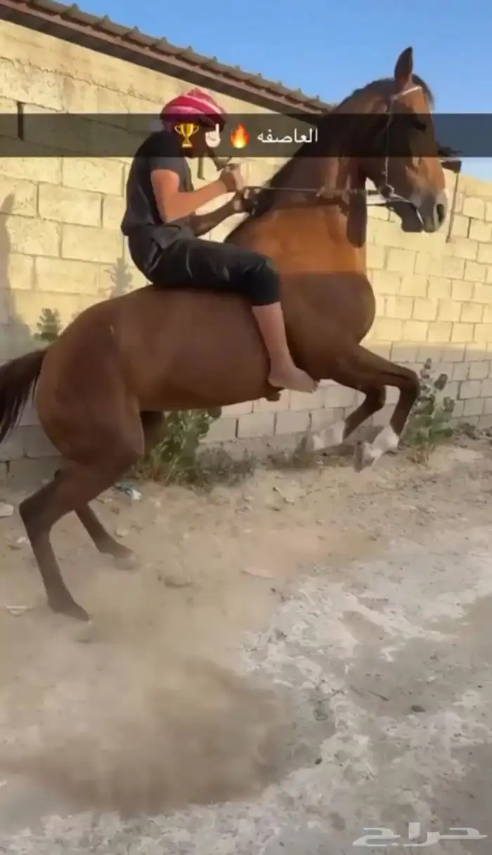 فرس مشروكه كفو وسبوق ومعروفه 0