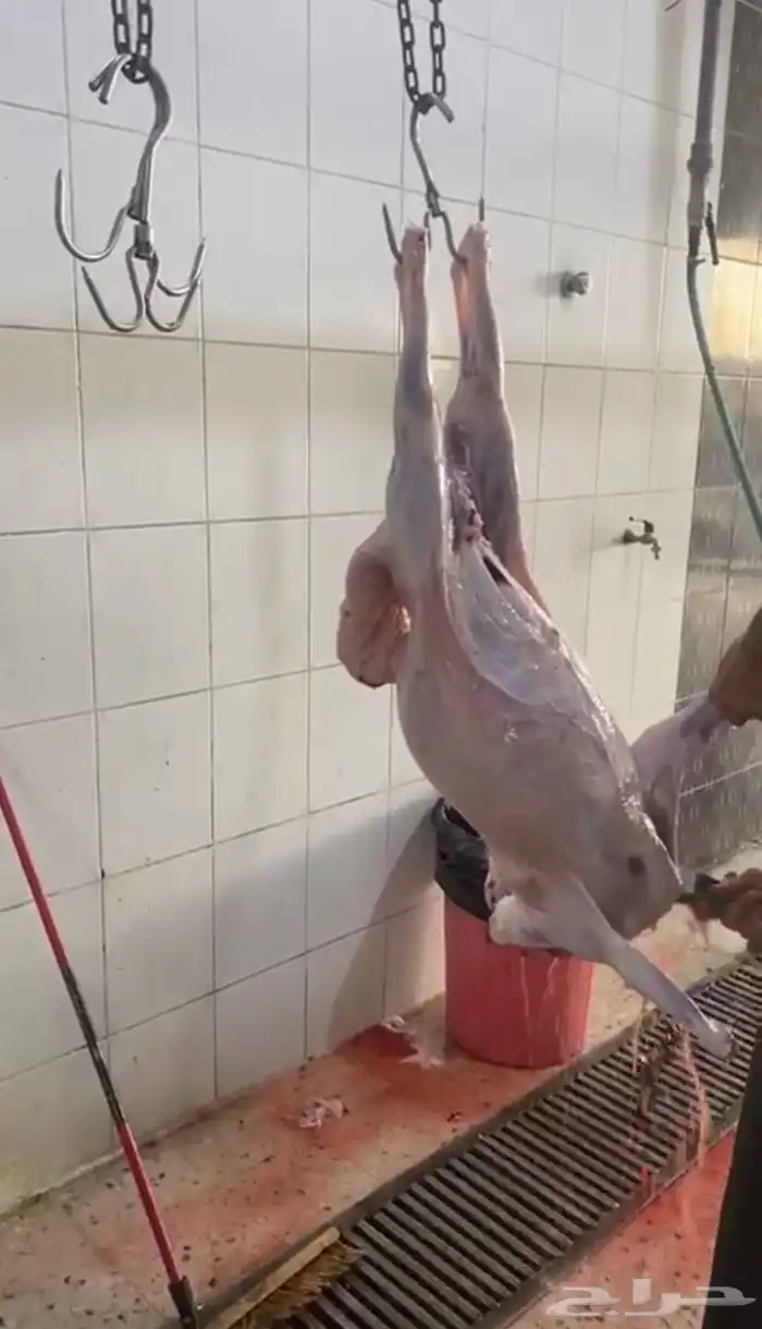 طليان ذبايح نظيفه للبيع 1