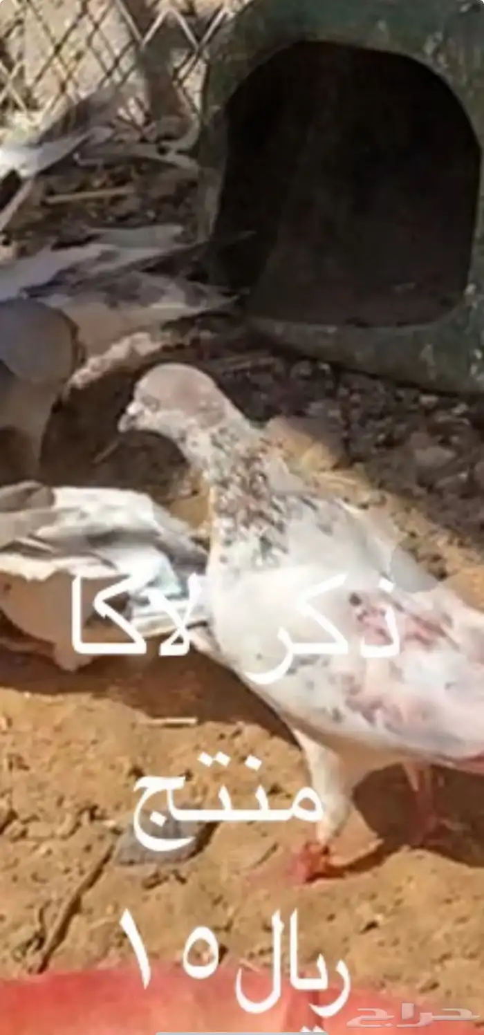 حمام بكستاني. تم البيع 1