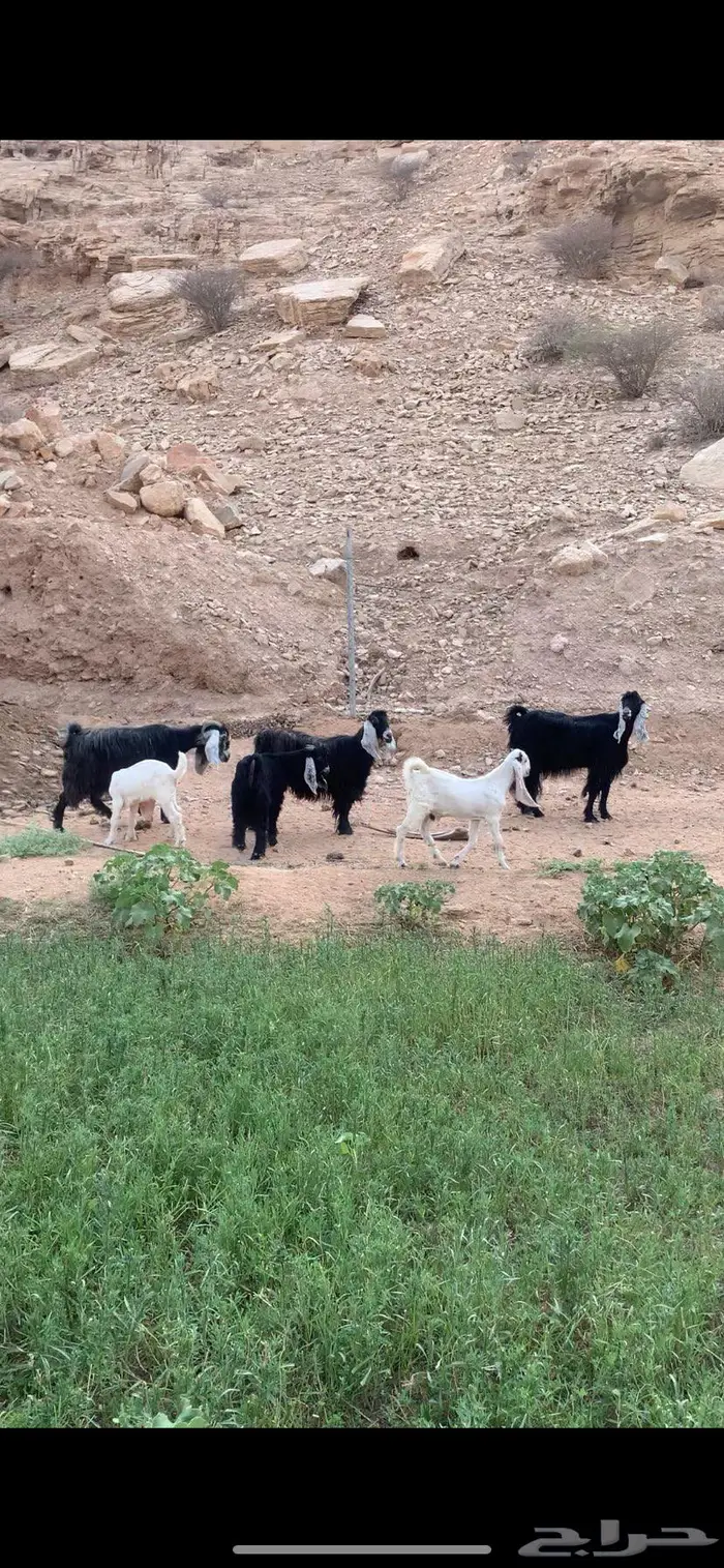 ثلاث حدرها ثلاث عوارض صنف 2