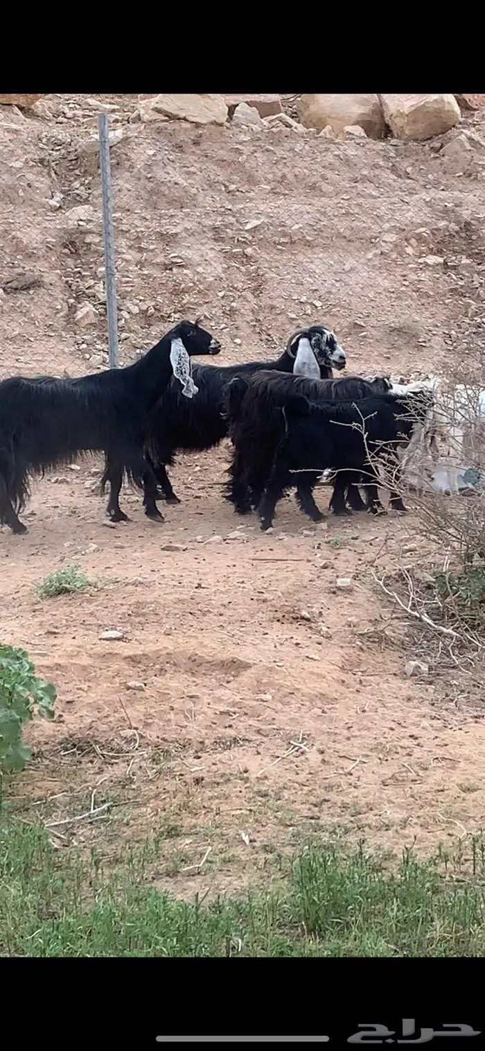 ثلاث حدرها ثلاث عوارض صنف 1