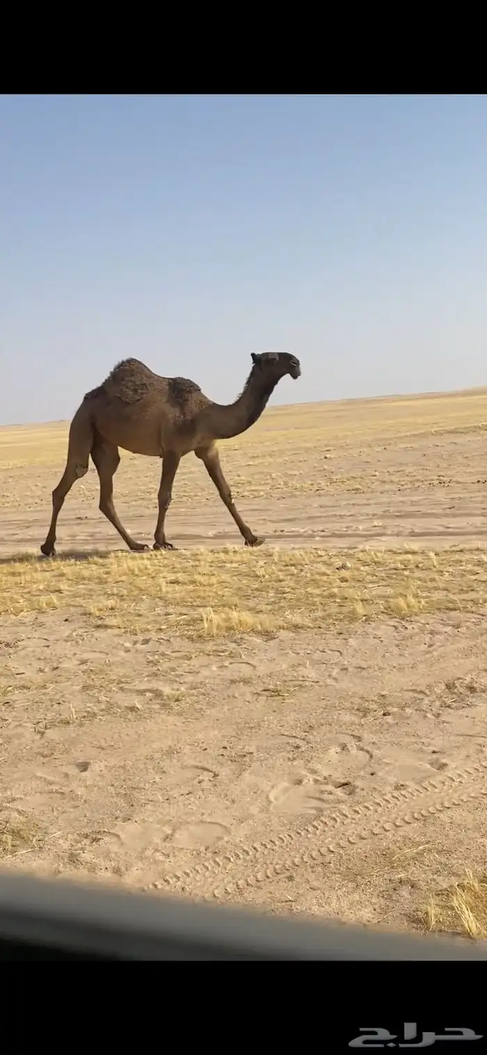 حقه صفراء 0