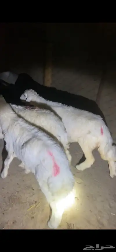 حريات 0