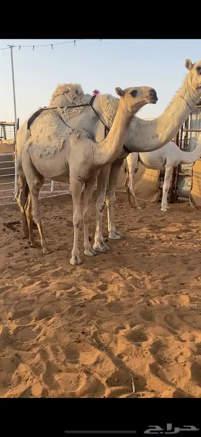 حواره كفو شقحا جدها الحاكم 1