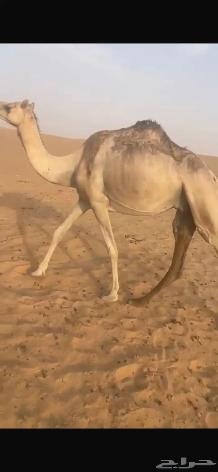 حايل كفو بريه 0