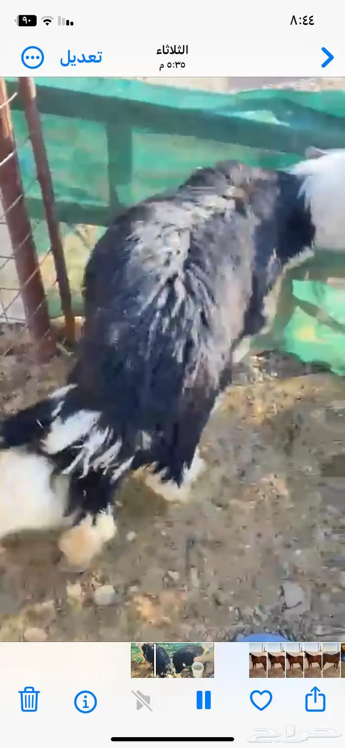 طلي نجدي 0