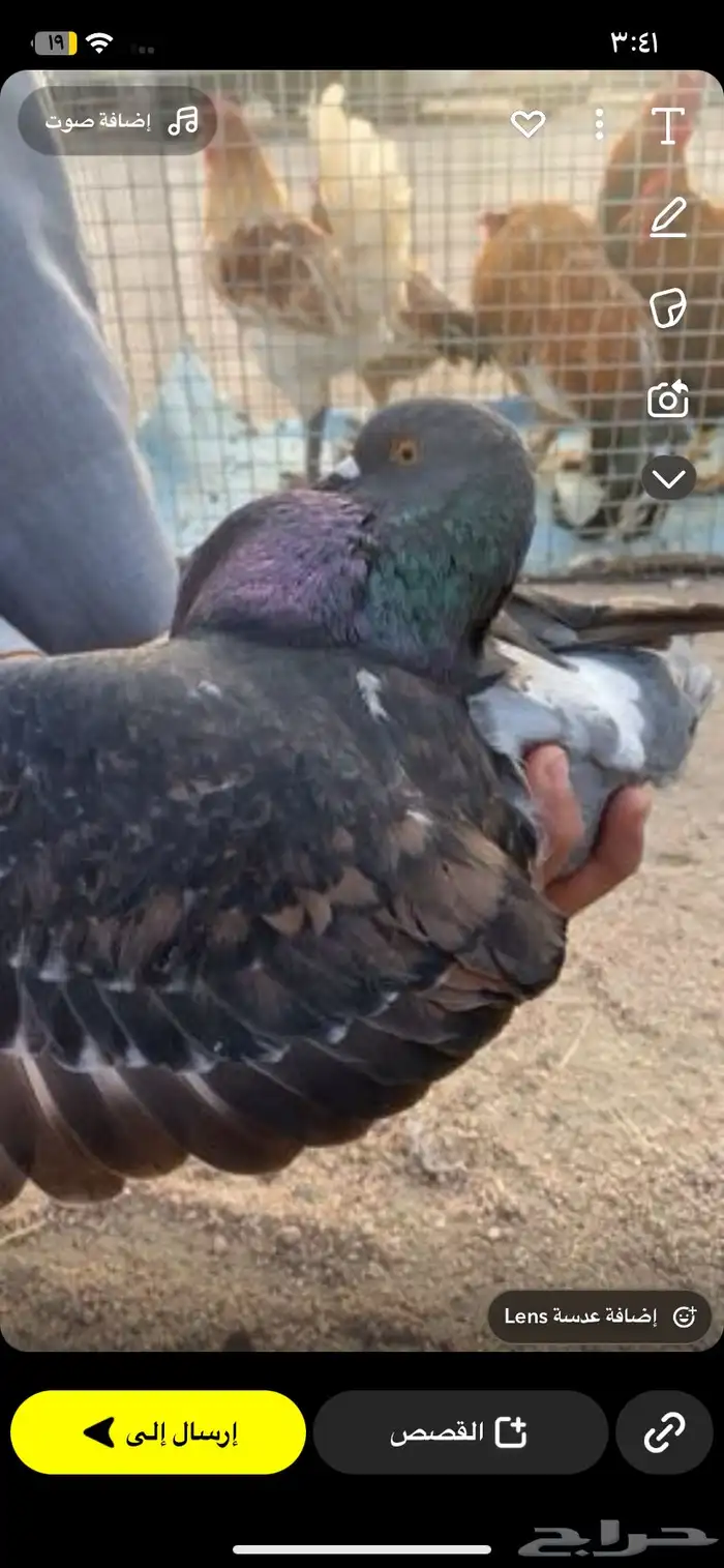 حمام كنق 3