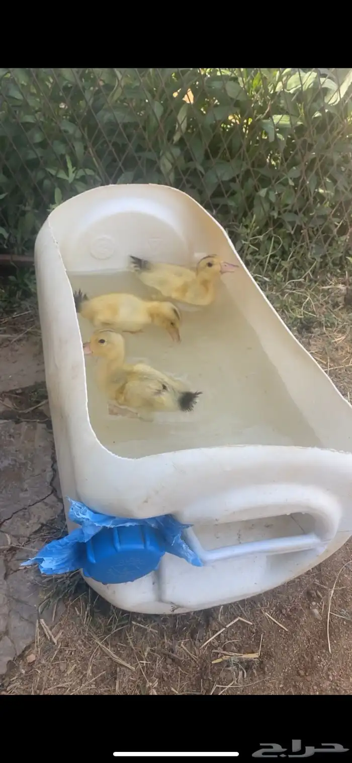 بط صغار 1