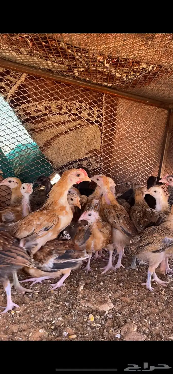 فراريج 0