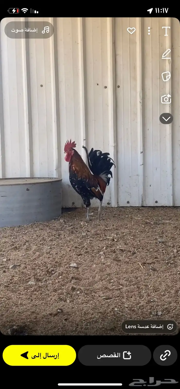 البيع ديك عربي ماكنتوش اصيل 0