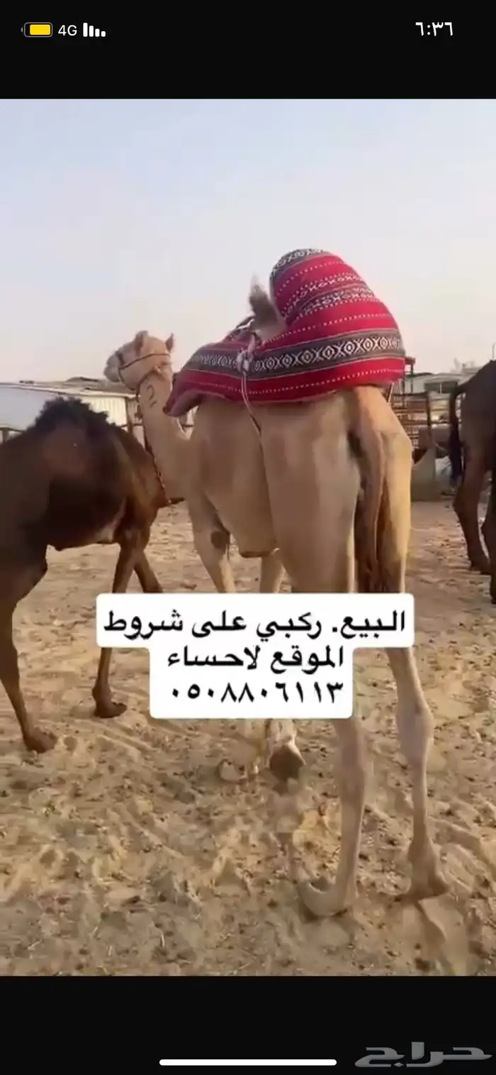 ركبي البيع 0