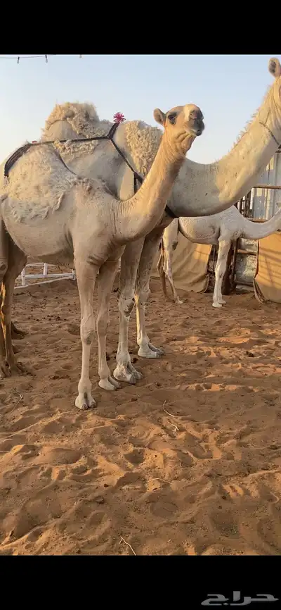 حواره كفو شقحا جدها الحاكم 0