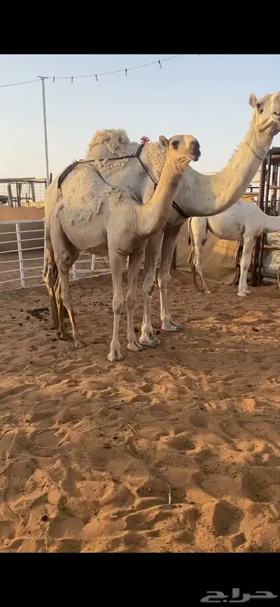 حواره كفو شقحا جدها الحاكم 2
