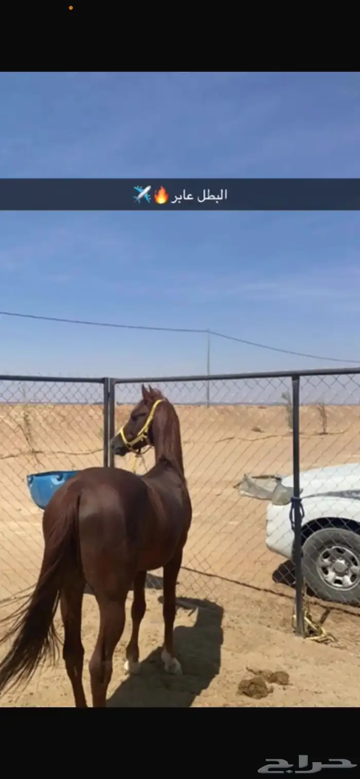 حصان شعبي للبيع العمر5 سنوات الأب وهو والام شعبي 0