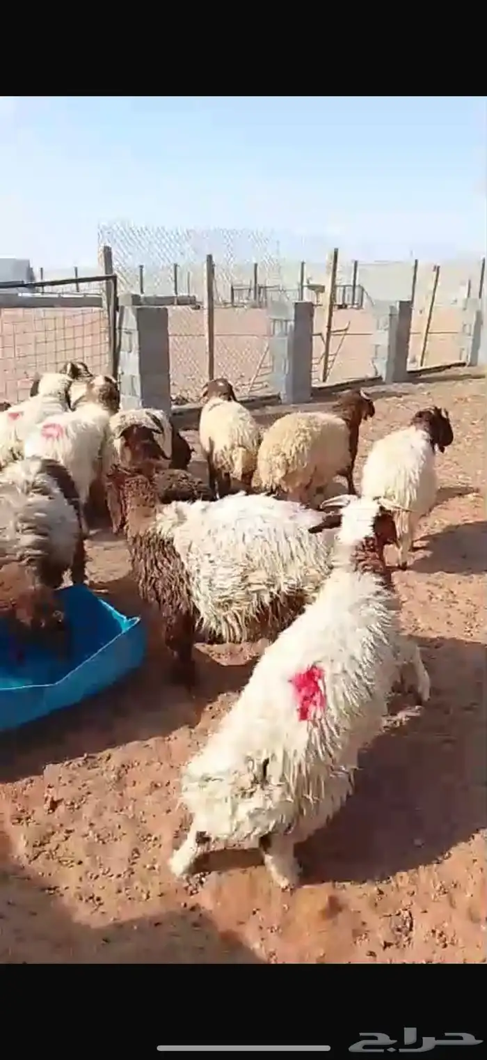 18 نعيم فيها 4رخال طيبه ومحصنه 3