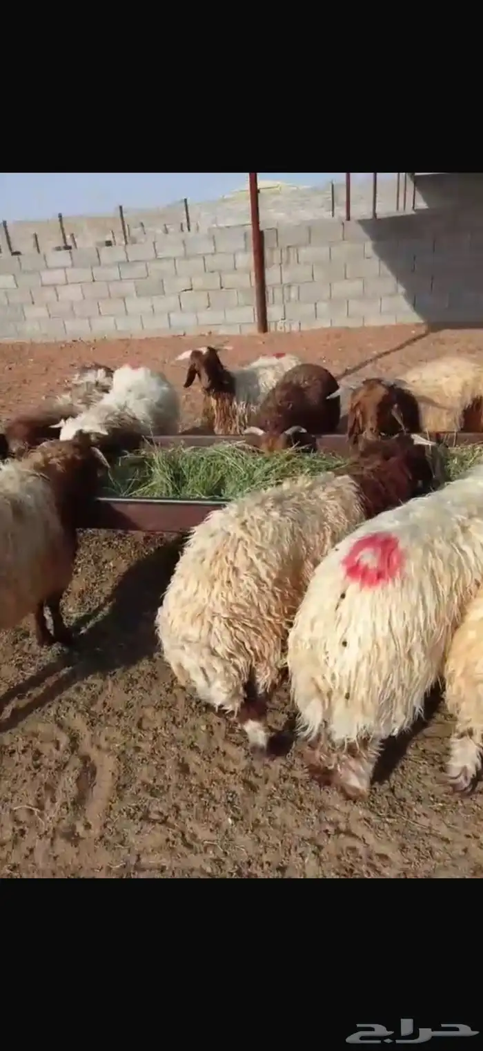 18 نعيم فيها 4رخال طيبه ومحصنه 0