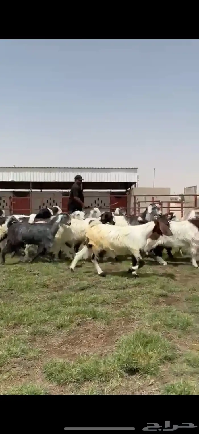 مصريات جم فاااخره 1