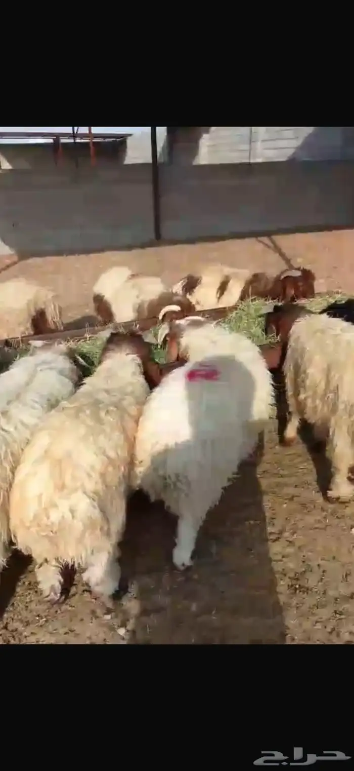 18 نعيم فيها 4رخال طيبه ومحصنه 2