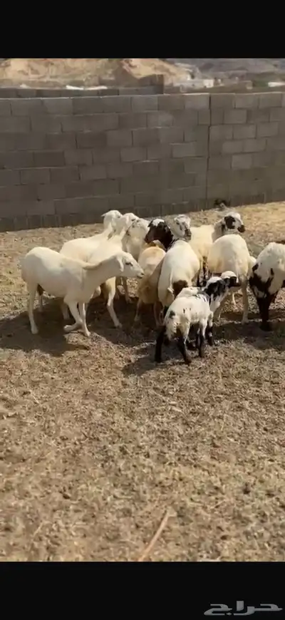 غنم صنف اسنان شرط 1