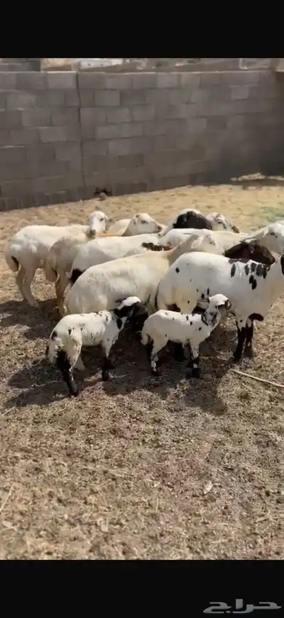 غنم صنف اسنان شرط 0