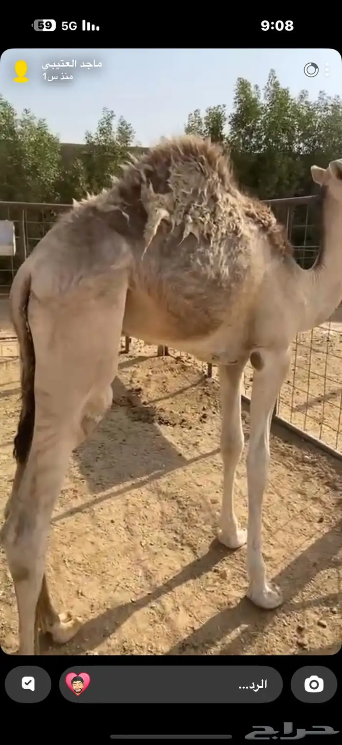 قعود وبكره سمان شرط ما شاء الله 0