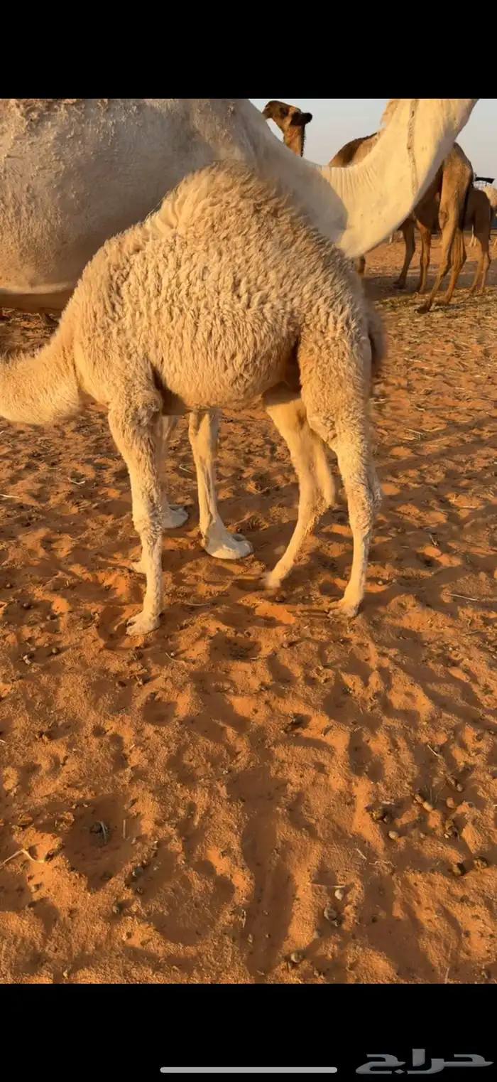 حوار لباني فل تم البيع 0