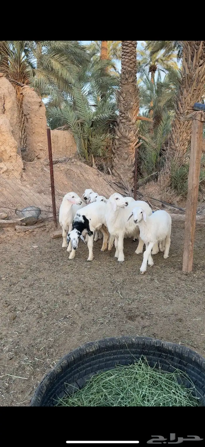 حريات طيبه 2