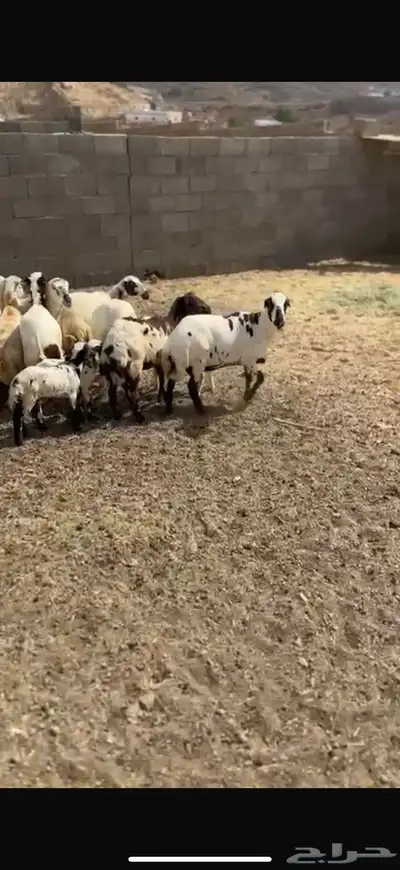 غنم صنف اسنان شرط 2