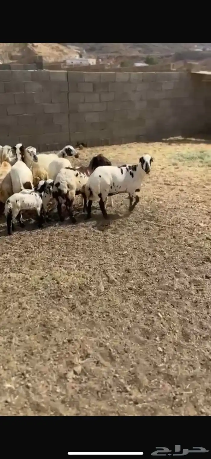 غنم صنف اسنان شرط 2