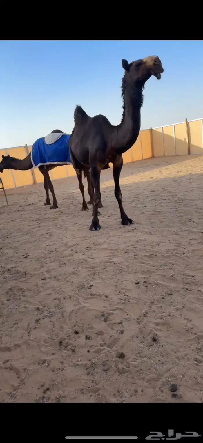 بكره حقه كفو 1