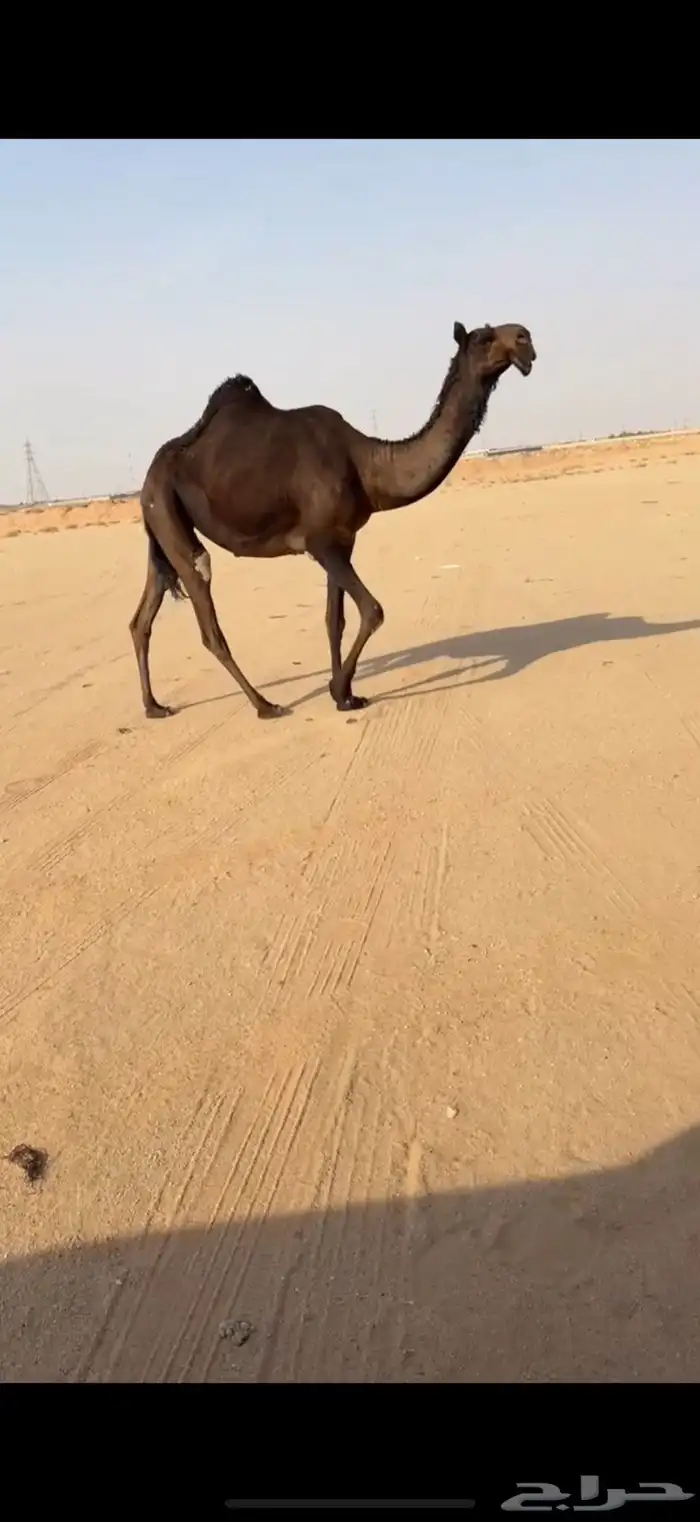 بكره حقه كفو 2