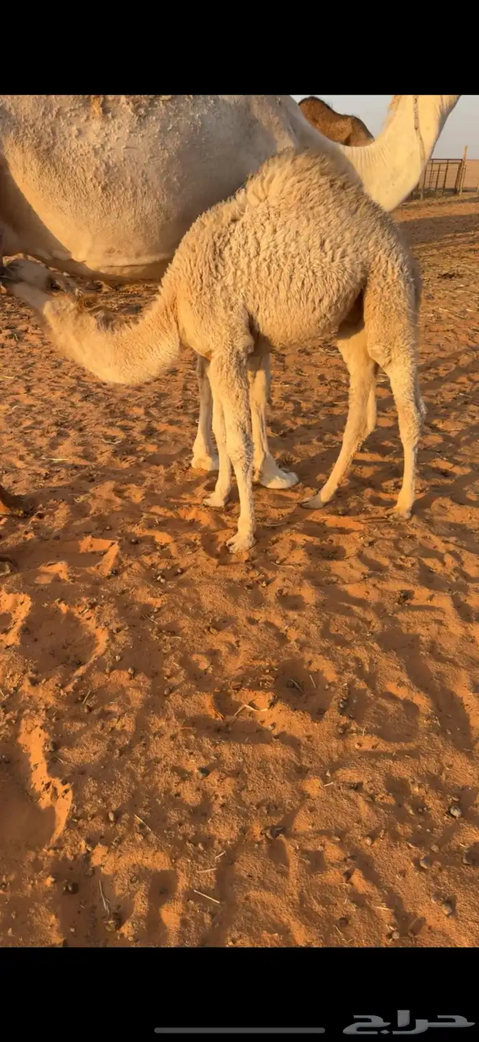 حوار لباني فل تم البيع 1