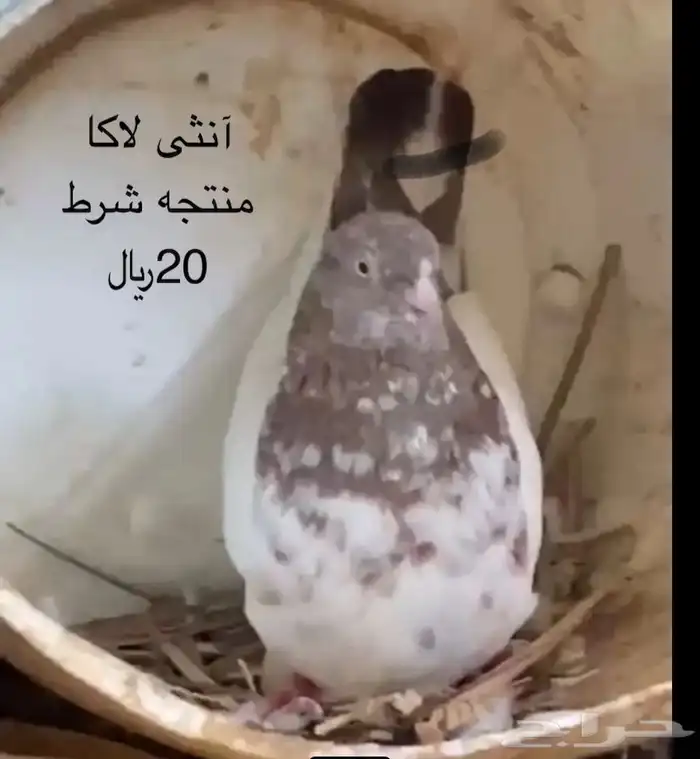 حمام بكستاني. تم البيع 2