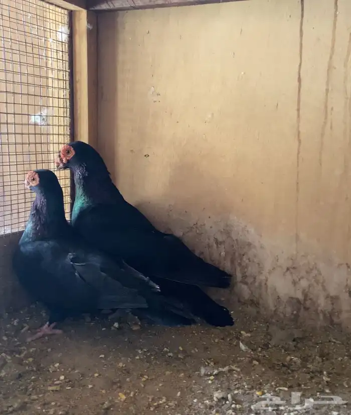 جوز ابو نظاره 2
