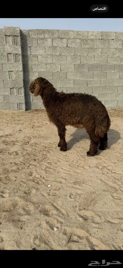 خروف 0