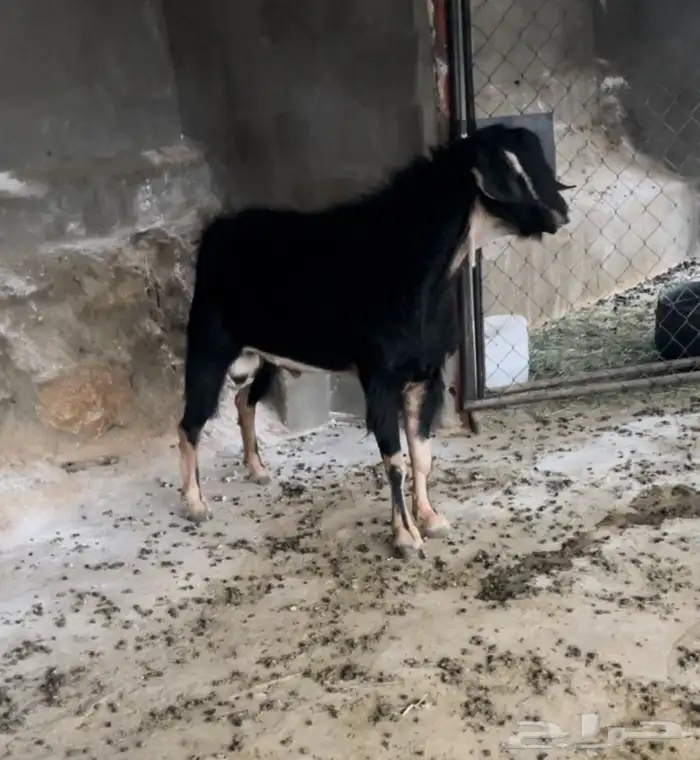 ماعز بلدي حو 4
