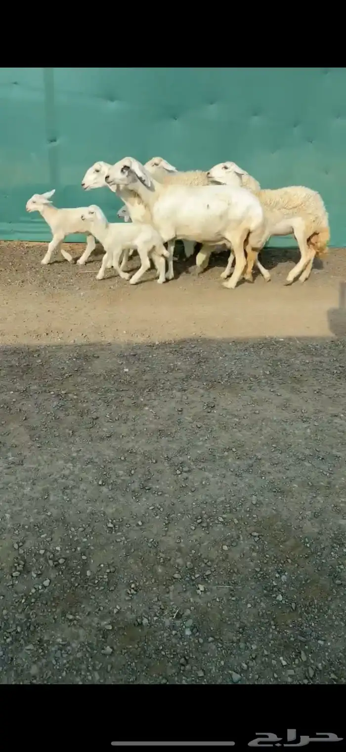 شياه حريات مواليد صنف الصنف تممم البيع 2
