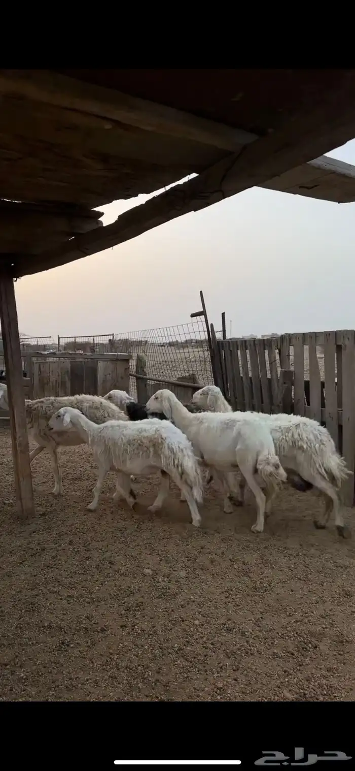 ضان طيبة 0