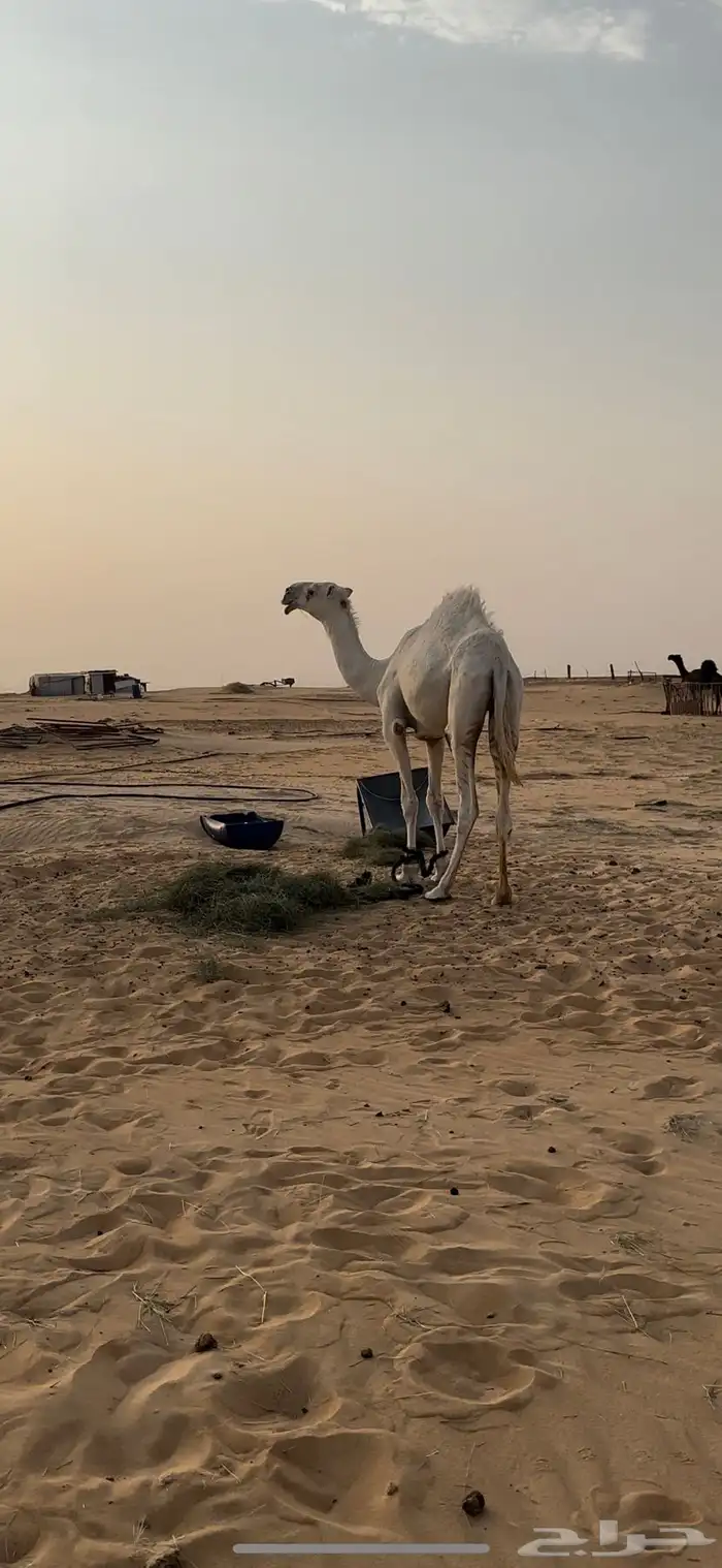 للبيع قعود حق على العديم بعير بن غصين 0
