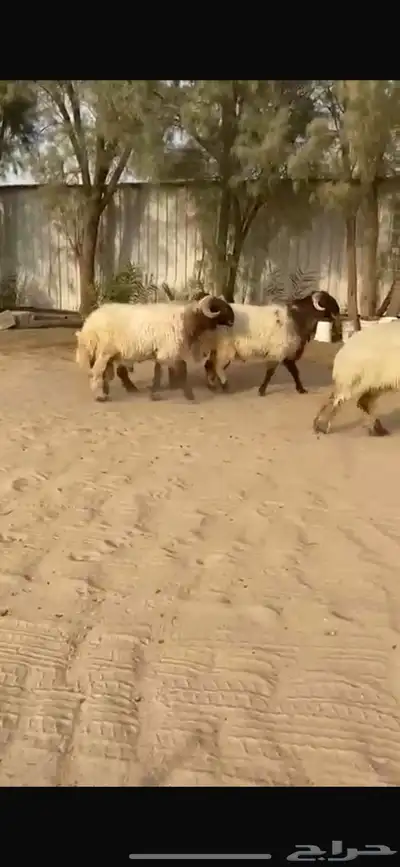 فحول نعيم صنف للبيع 1