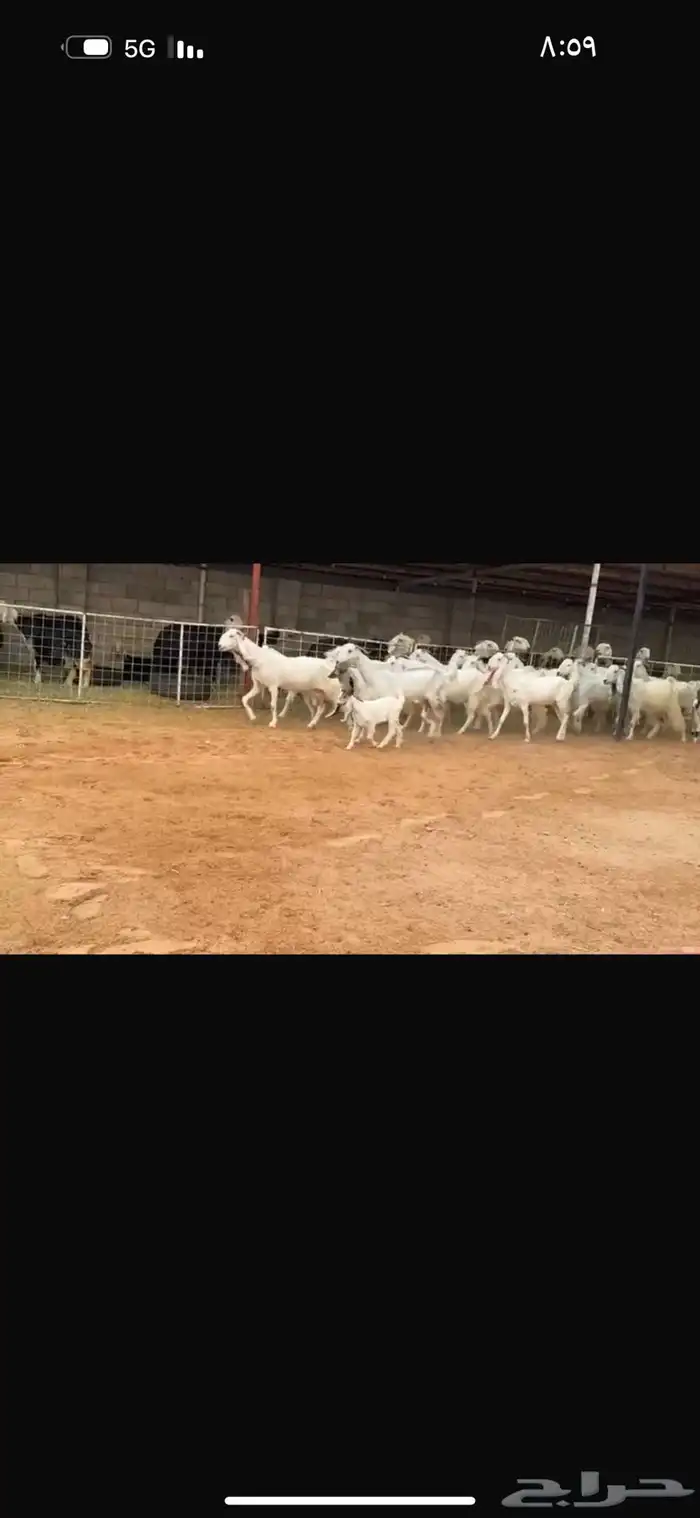 عرض بيع معزاء بيض 5