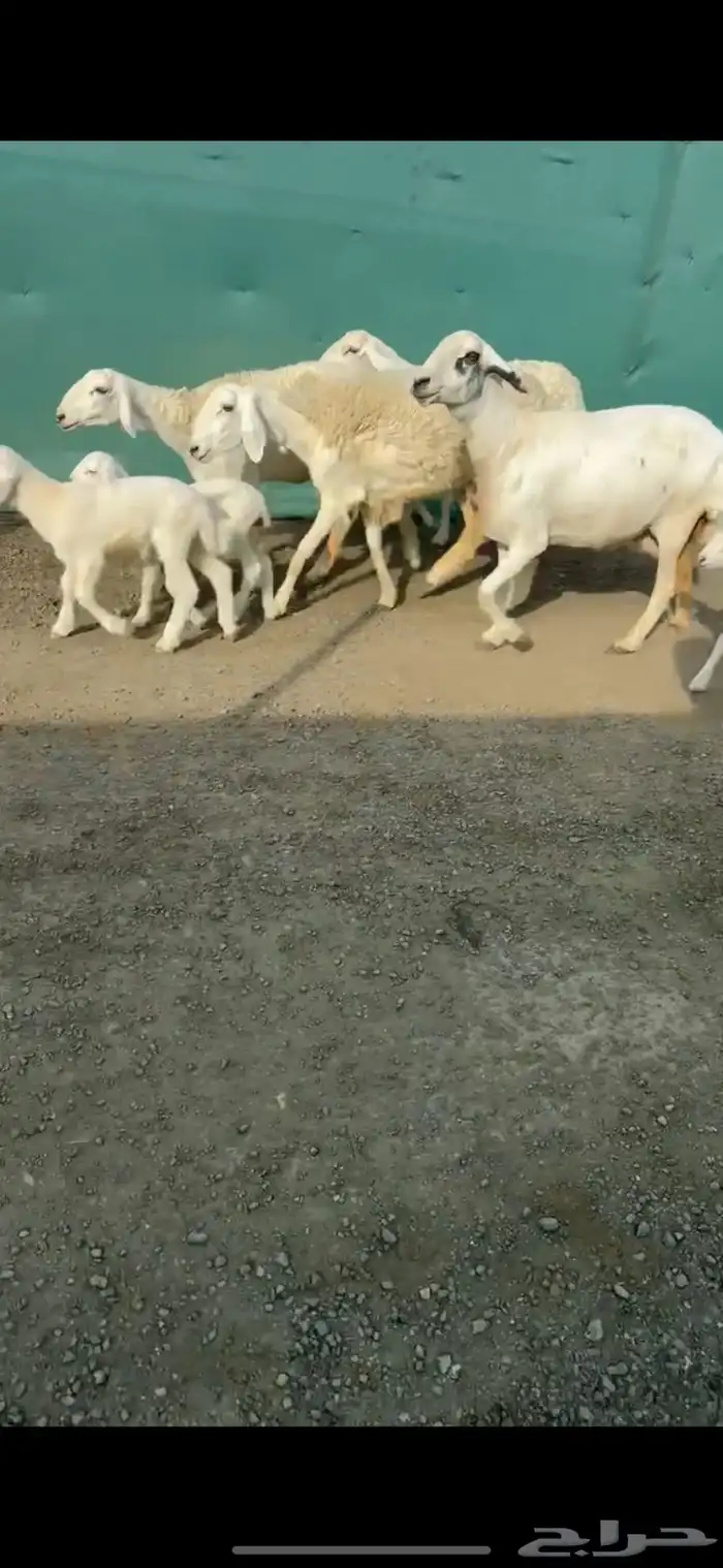 شياه حريات مواليد صنف الصنف تممم البيع 3