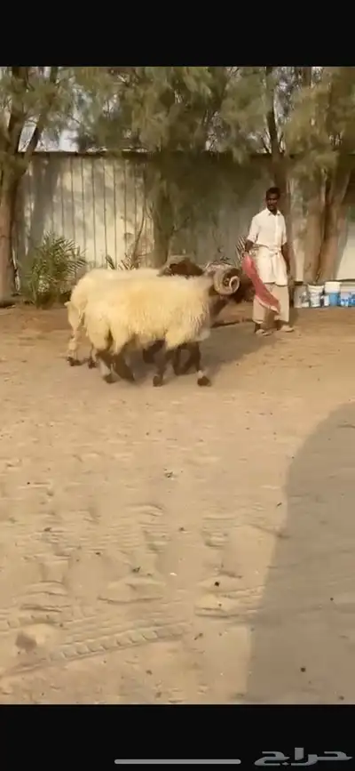 فحول نعيم صنف للبيع 2