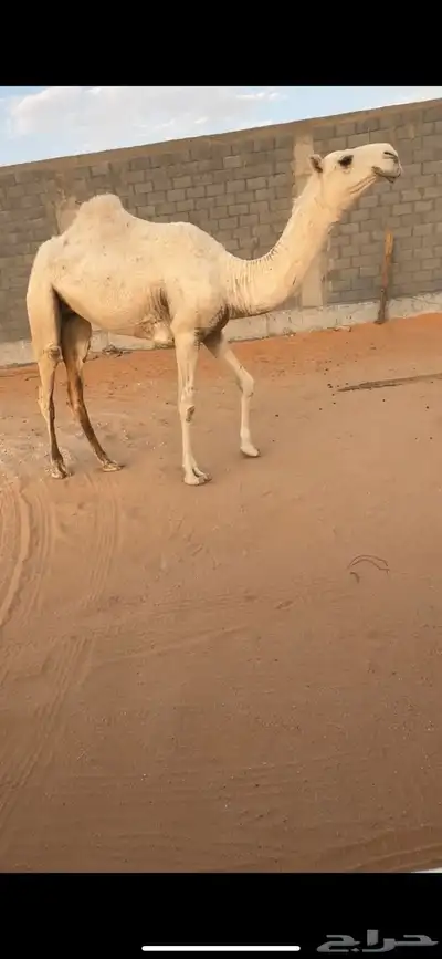 بكرة وضحى طيبه 2