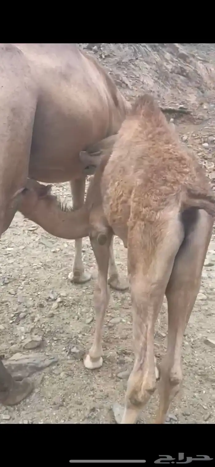 قعدان للبيع 2