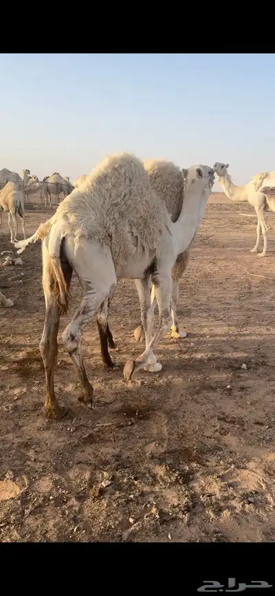 قعدان 4