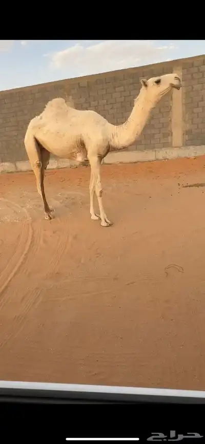 بكرة وضحى طيبه 0