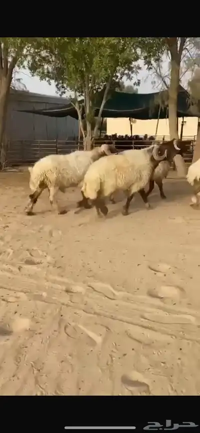 فحول نعيم صنف للبيع 4