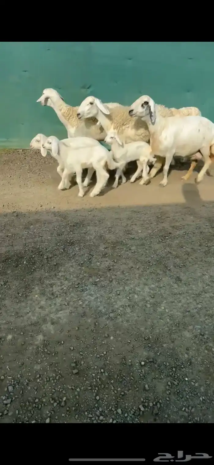 شياه حريات مواليد صنف الصنف تممم البيع 4