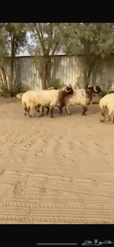 فحول نعيم صنف للبيع 0
